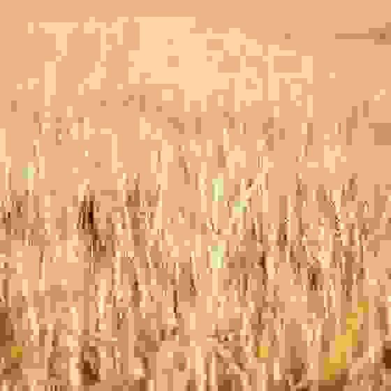 Harvest